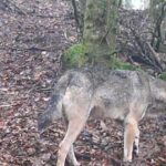Haut-Rhin : après des attaques de lamas, les chasseurs demandent l&rsquo;autorisation de tirer les loups.