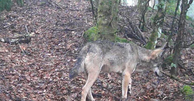 Haut-Rhin : après des attaques de lamas, les chasseurs demandent l’autorisation de tirer les loups.