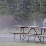 Un bison attaque des campeurs aux États-Unis, un blessé grave signalé.