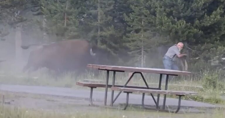Un bison attaque des campeurs aux États-Unis, un blessé grave signalé