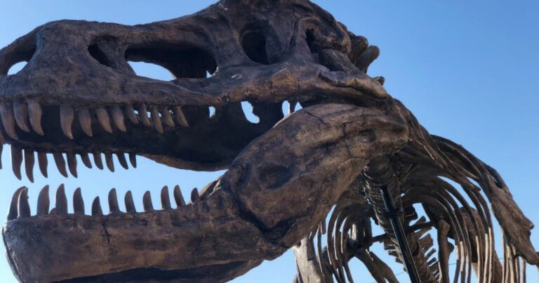 Un tyrannosaure pourrait atteindre plus de 30 millions de dollars aux enchères à New York.