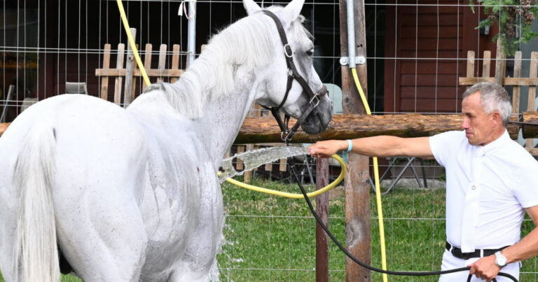 Jumping de Megève : adaptation des pratiques pour le bien-être des chevaux en Haute-Savoie.