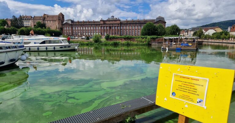 Retour des cyanobactéries dans les lacs vosgiens, alerte des autorités sanitaires en Alsace.