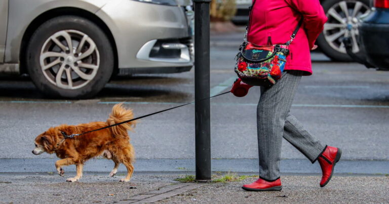 Suisse : les propriétaires de chiens doivent désormais nettoyer l’urine de leurs animaux.