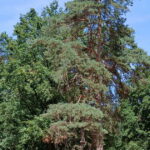 Élagage de 160 arbres sur le site des Charmes à Sermoyer pour des raisons de sécurité.