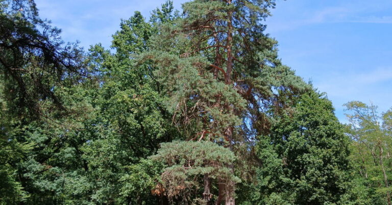 Élagage de 160 arbres sur le site des Charmes à Sermoyer pour des raisons de sécurité.