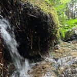 Retour aux sources : randonnée le long de la Fecht pour explorer son origine.
