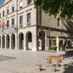 Lynx observés dans les rues de Thonon, une page Facebook suscite des interrogations.