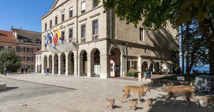 Lynx observés dans les rues de Thonon, une page Facebook suscite des interrogations.