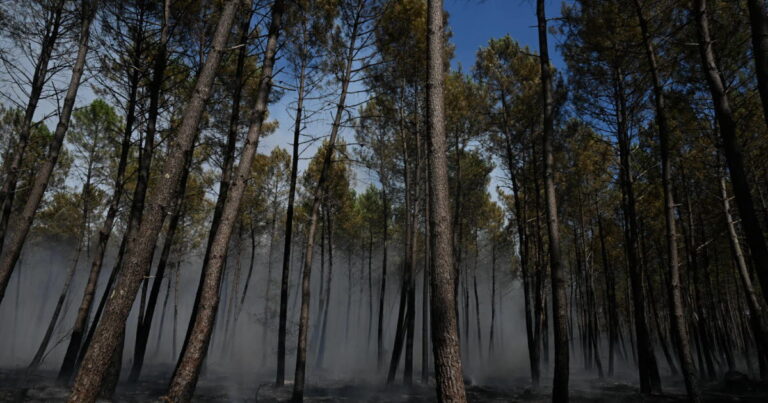 Incendies en Gironde : deux interpellations pour suspicion de mise à feu, pluie attendue.