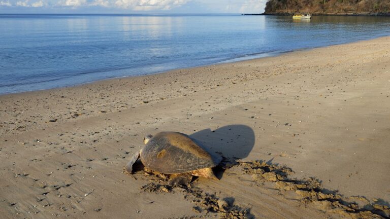 Mayotte : des baigneurs souffrent de brûlures et d’irritations respiratoires.