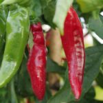 L&rsquo;Anses alerte sur les risques pour la santé liés à une consommation excessive de piments.