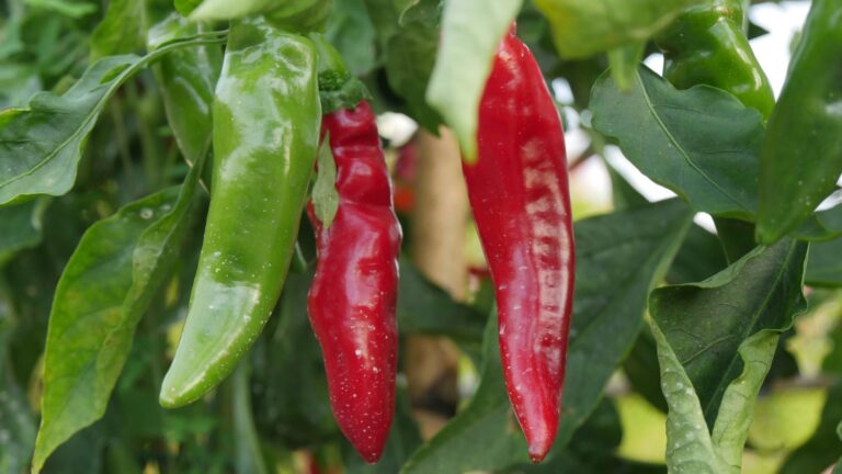 L’Anses alerte sur les risques pour la santé liés à une consommation excessive de piments.