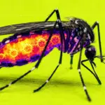 Dengue, chikungunya, Zika : mécanismes d’infection des moustiques révélés par des chercheurs.