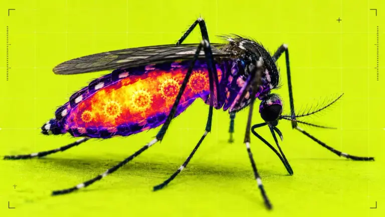 Dengue, chikungunya, Zika : mécanismes d’infection des moustiques révélés par des chercheurs.