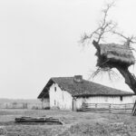 Chêne tauzin : un arbre emblématique du Sud-Ouest propice à la détente en milieu naturel.