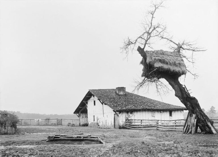 Chêne tauzin : un arbre emblématique du Sud-Ouest propice à la détente en milieu naturel.