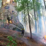 Des experts suggèrent que le feu pourrait aider à préserver les séquoias géants.