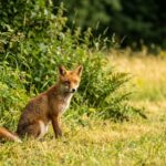 Des scientifiques alertent contre la destruction des espèces jugées nuisibles en France.