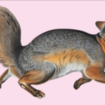 Le renard, espèce protégée en France, favorise une cohabitation avec l&rsquo;homme.