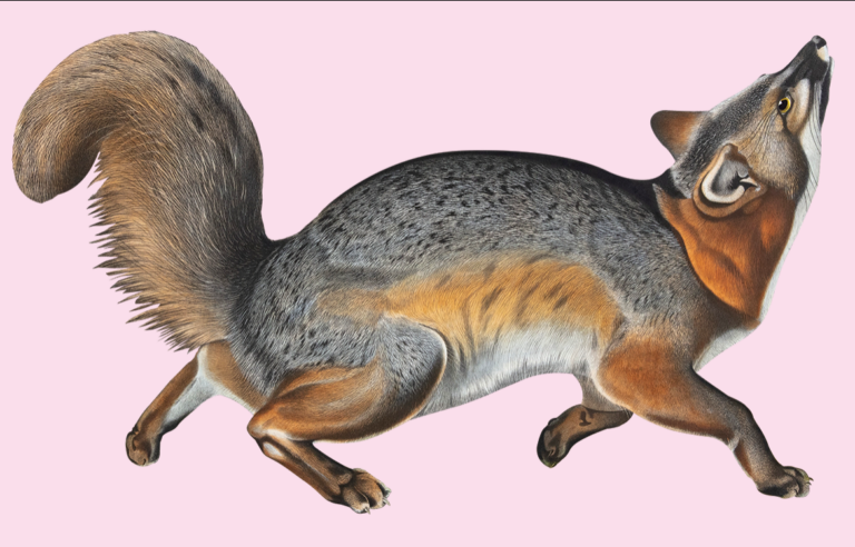 Le renard, espèce protégée en France, favorise une cohabitation avec l’homme.