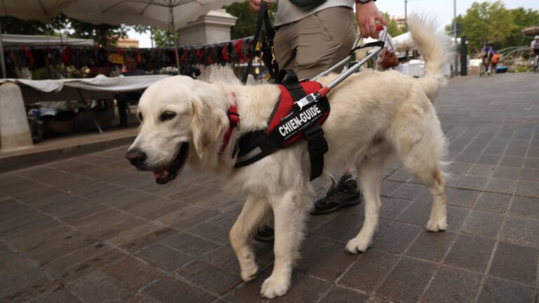 Un golden retriever formé à Aix-en-Provence pour devenir chien guide d’aveugle.