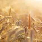 Des scientifiques élucident un mystère de 30 ans sur le pollen de seigle, bénéfices pour la recherche sur le cancer.