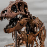 Un squelette de T-Rex vendu plus de 50 millions de dollars devient le plus cher aux enchères.