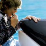 Une nouvelle version de « Sauvez Willy » en préparation par une production cinématographique.