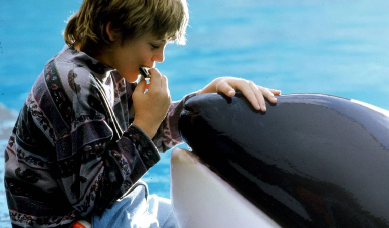 Une nouvelle version de « Sauvez Willy » en préparation par une production cinématographique.