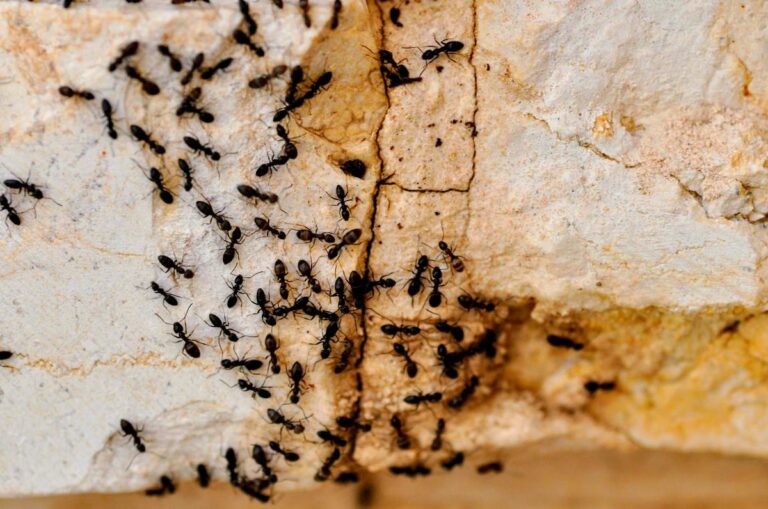 Les fourmis envahissent les maisons en été pour rechercher nourriture et abri.