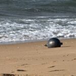 L’Australie enquête sur des sphères mystérieuses découvertes sur ses plages.