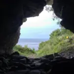 Des loups vieux de 5 000 ans découverts sur une île révèlent des insights sur la domestication.