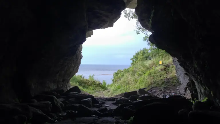 Des loups vieux de 5 000 ans découverts sur une île révèlent des insights sur la domestication.