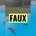 Feux en Gironde : mise en garde contre des images trompeuses de chevreuils dans une piscine.