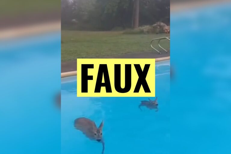 Feux en Gironde : mise en garde contre des images trompeuses de chevreuils dans une piscine.