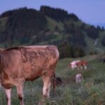 Bovins interdits d’estivage en France : une alternative pour 50 % des éleveurs concernés