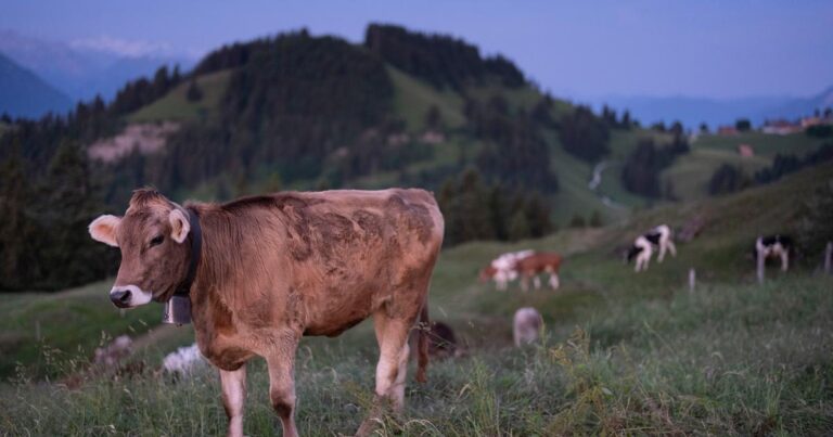 Bovins interdits d’estivage en France : une alternative pour 50 % des éleveurs concernés