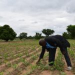 PIDACC/BN au Nando : l’innovation technologique soutient le développement durable en agriculture