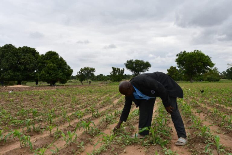 PIDACC/BN au Nando : l’innovation technologique soutient le développement durable en agriculture