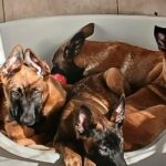 Abandons d’animaux en France : des experts alertent sur la responsabilité des propriétaires.