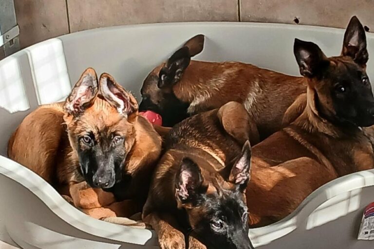 Abandons d’animaux en France : des experts alertent sur la responsabilité des propriétaires.