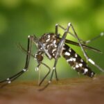 Le moustique, vecteur de maladies, cause plus de 700 000 décès annuels dans le monde.