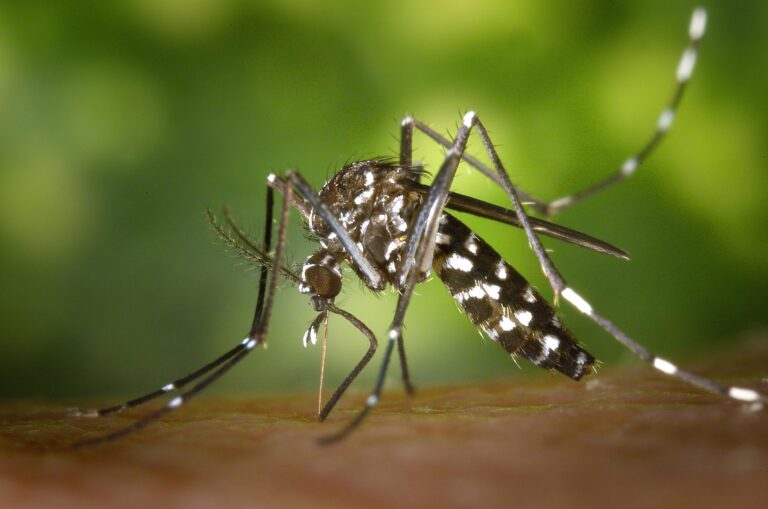 Le moustique, vecteur de maladies, cause plus de 700 000 décès annuels dans le monde.