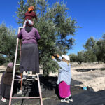 Tunisie : hausse de 45% des recettes d’exportation d’huile d’olive en 2023