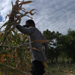 El Niño : des experts alertent sur des effets dévastateurs pour l’agriculture mondiale.