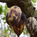 Des chercheurs en Côte d&rsquo;Ivoire testent une bio-solution contre la maladie du cacao.