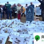 Massacre d’oiseaux protégés à la frontière entre la Belgique et la France
