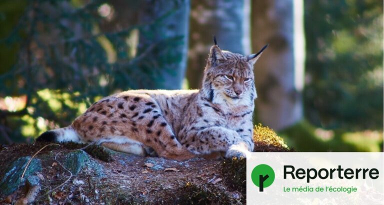 Un 15e lynx tué par un automobiliste en France, soulignant la vulnérabilité de l’espèce.