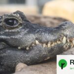 Des œufs de crocodile éclos naturellement en Drôme en raison de la chaleur estivale.